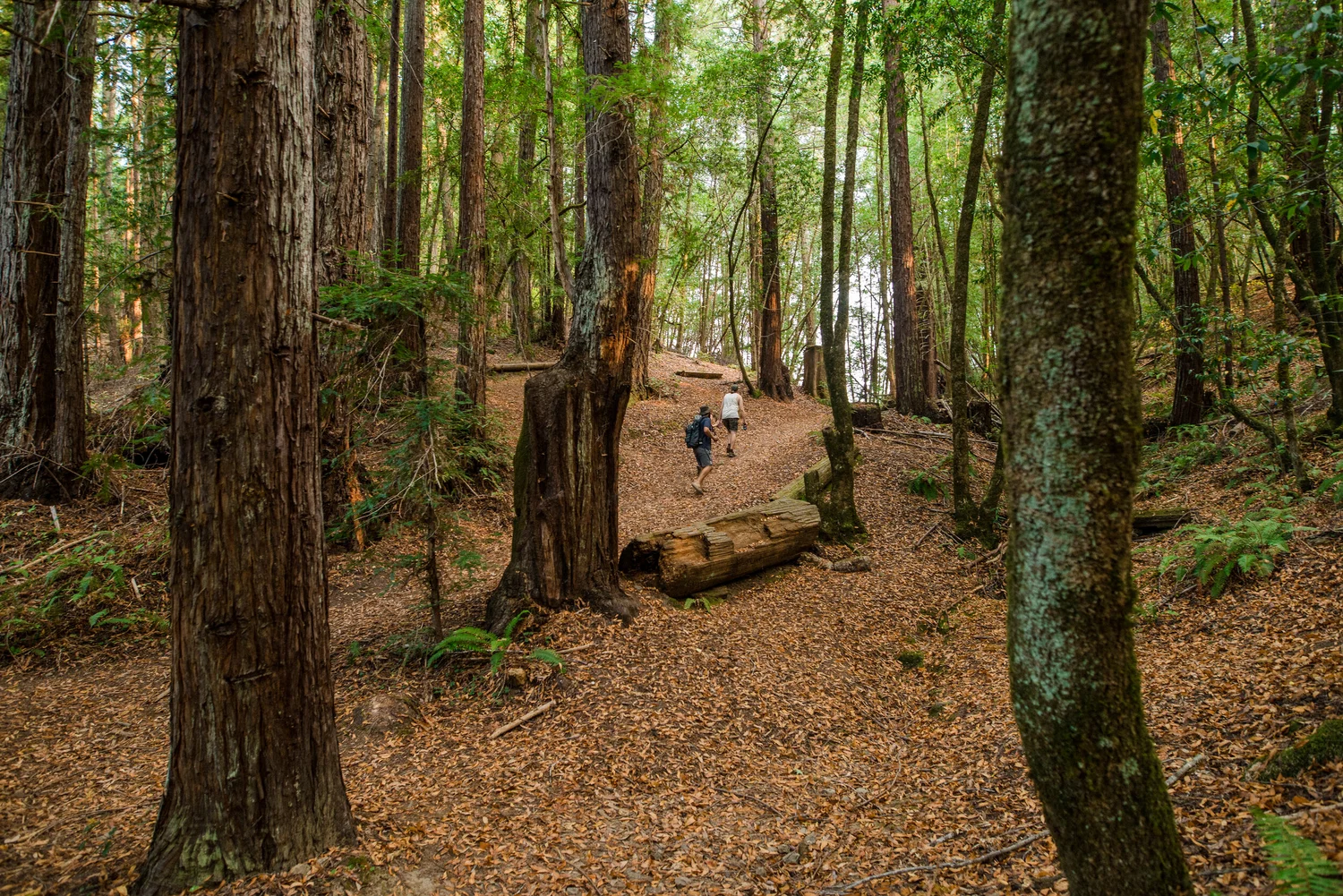 Hiking trail at Camp Navarro